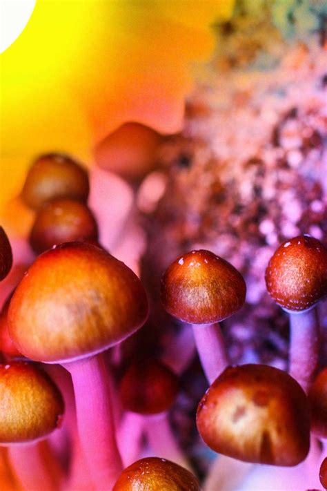 hallucinogenic mushroom spores